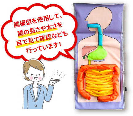 腸模型を使用して、腸の長さや太さを目で見て確認なども行っています！